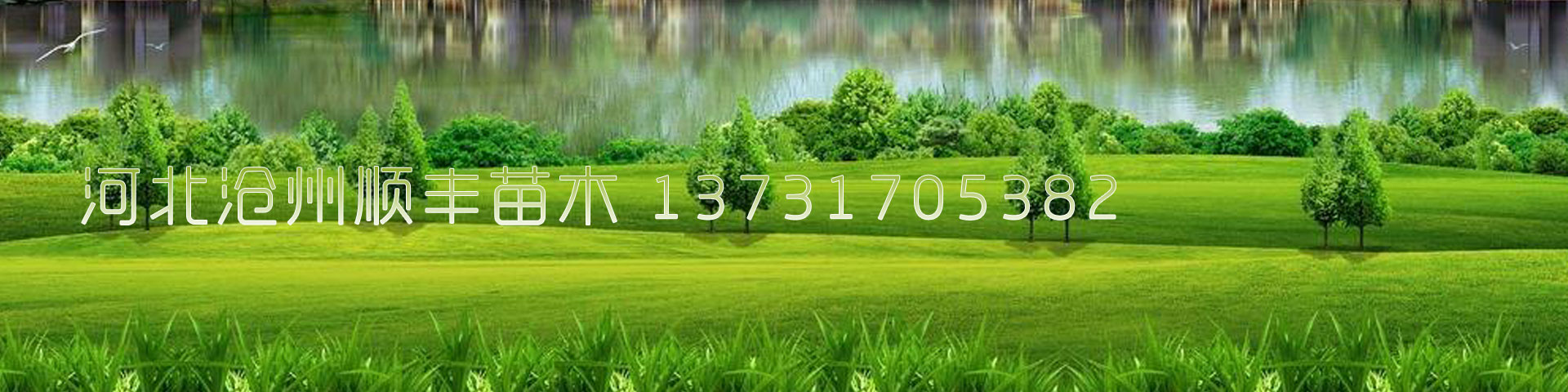 河北沧州顺丰绿化苗木有限公司